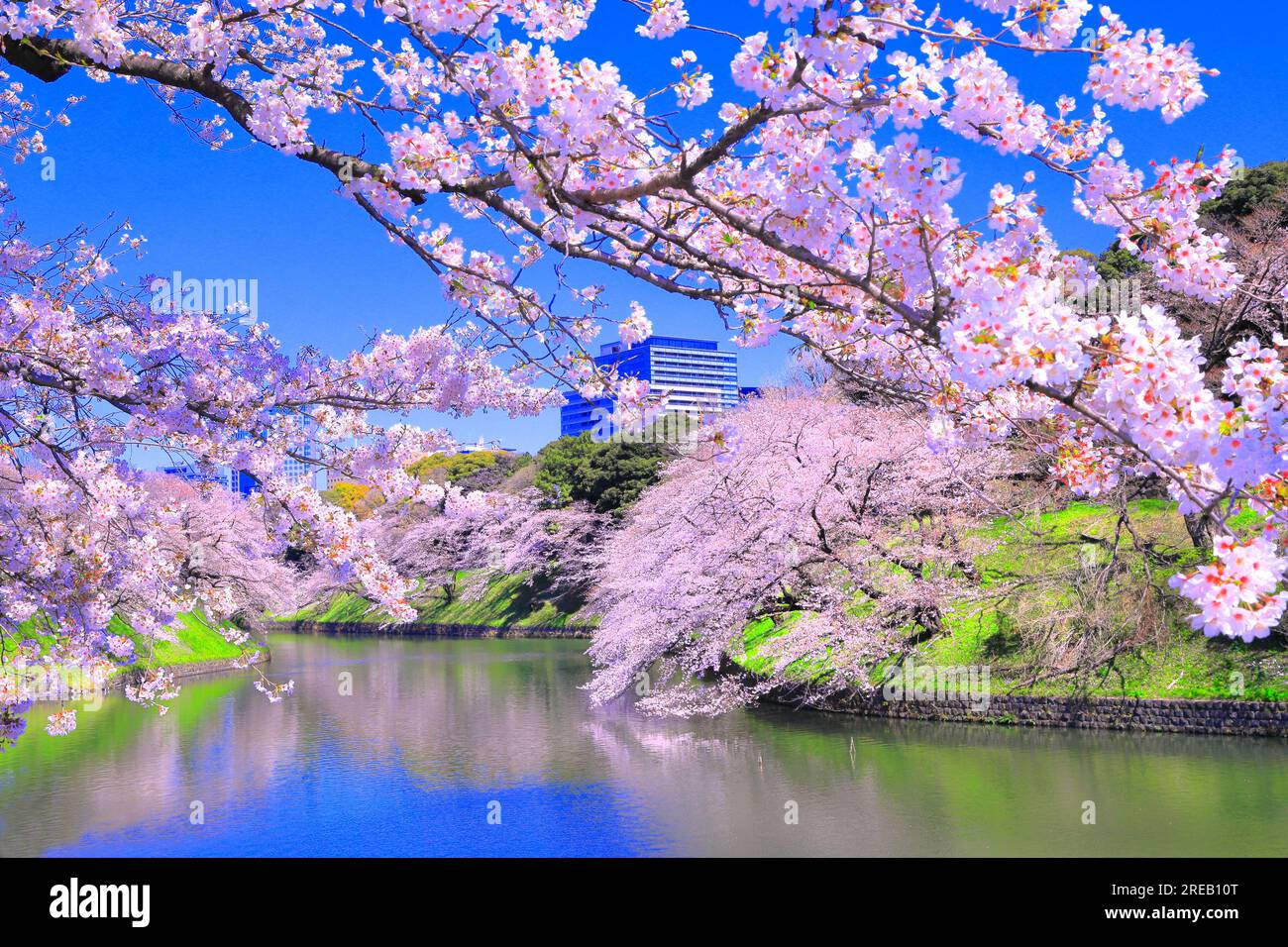 Chidorigafuchi Park mit Kirschblüten Stockfoto