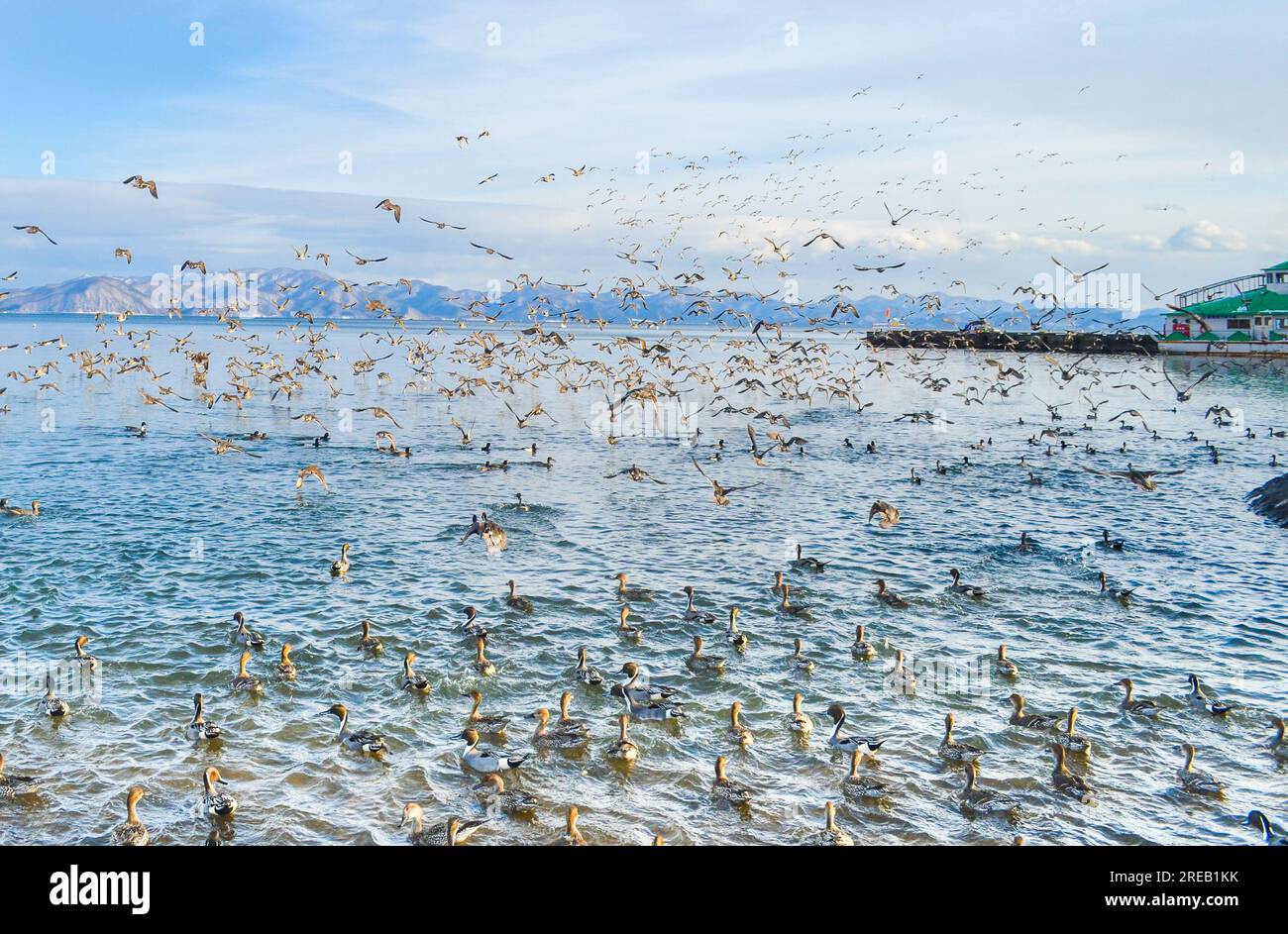 Enten und andere Wasservögel fliegen im Inawashiro-See in Japan Stockfoto