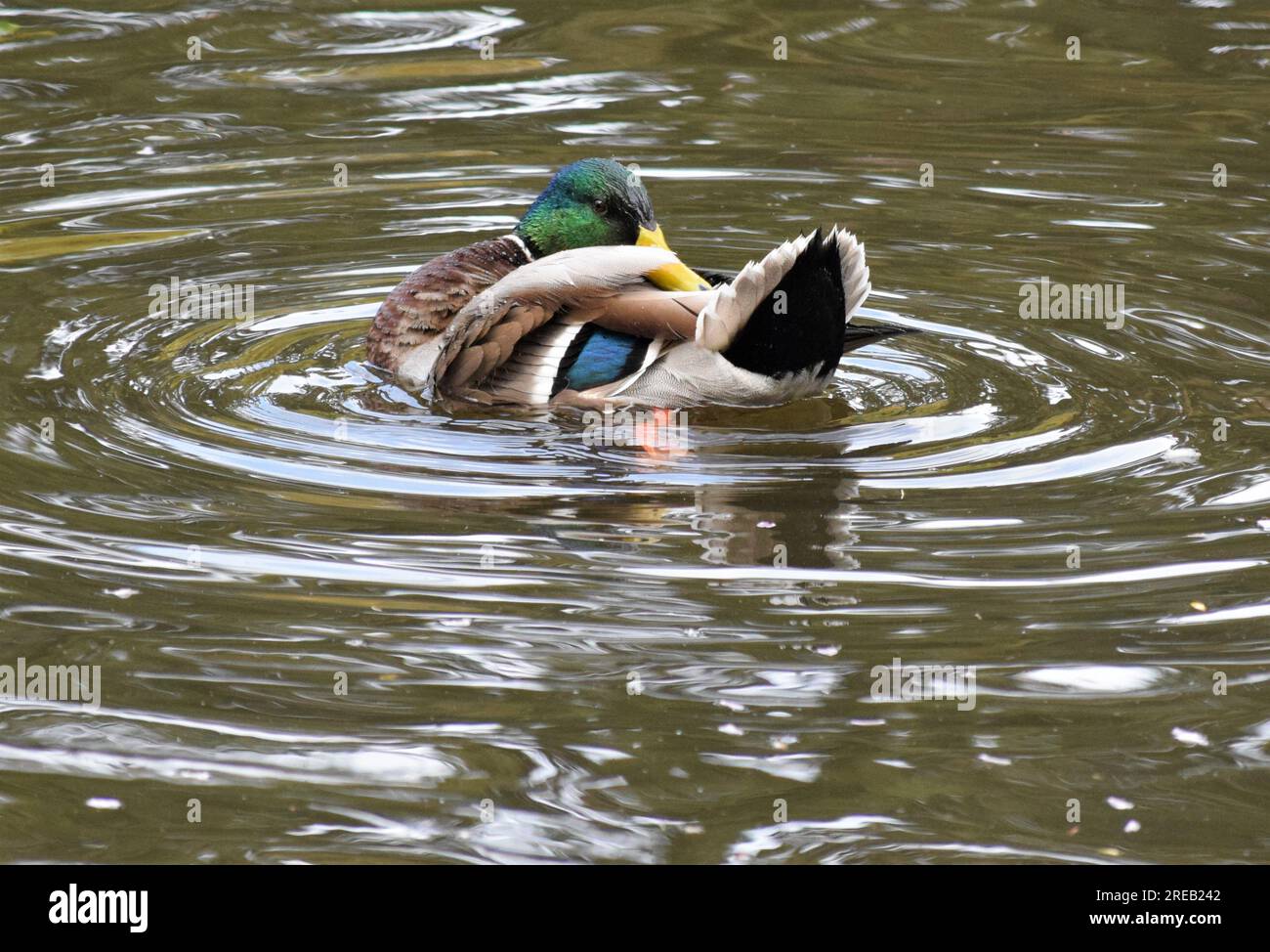 Baden um zu beeindrucken Stockfoto