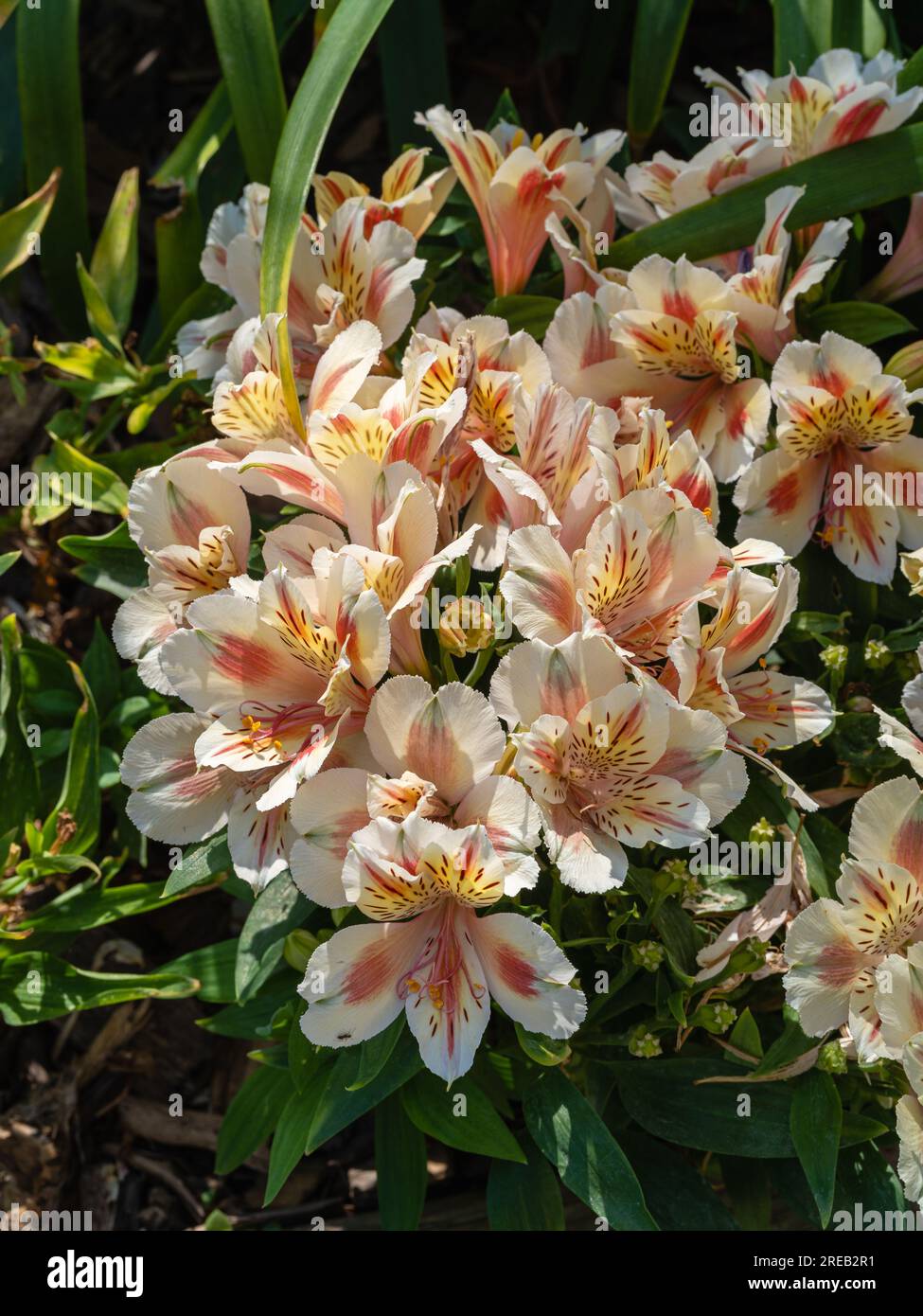 Nahaufnahme der leuchtenden und farbenfrohen orangefarbenen gelben und cremeweißen Blüten der Alstroemeria, auch bekannt als peruanische Lilie oder Lilie der im Garten blühenden Inkas Stockfoto