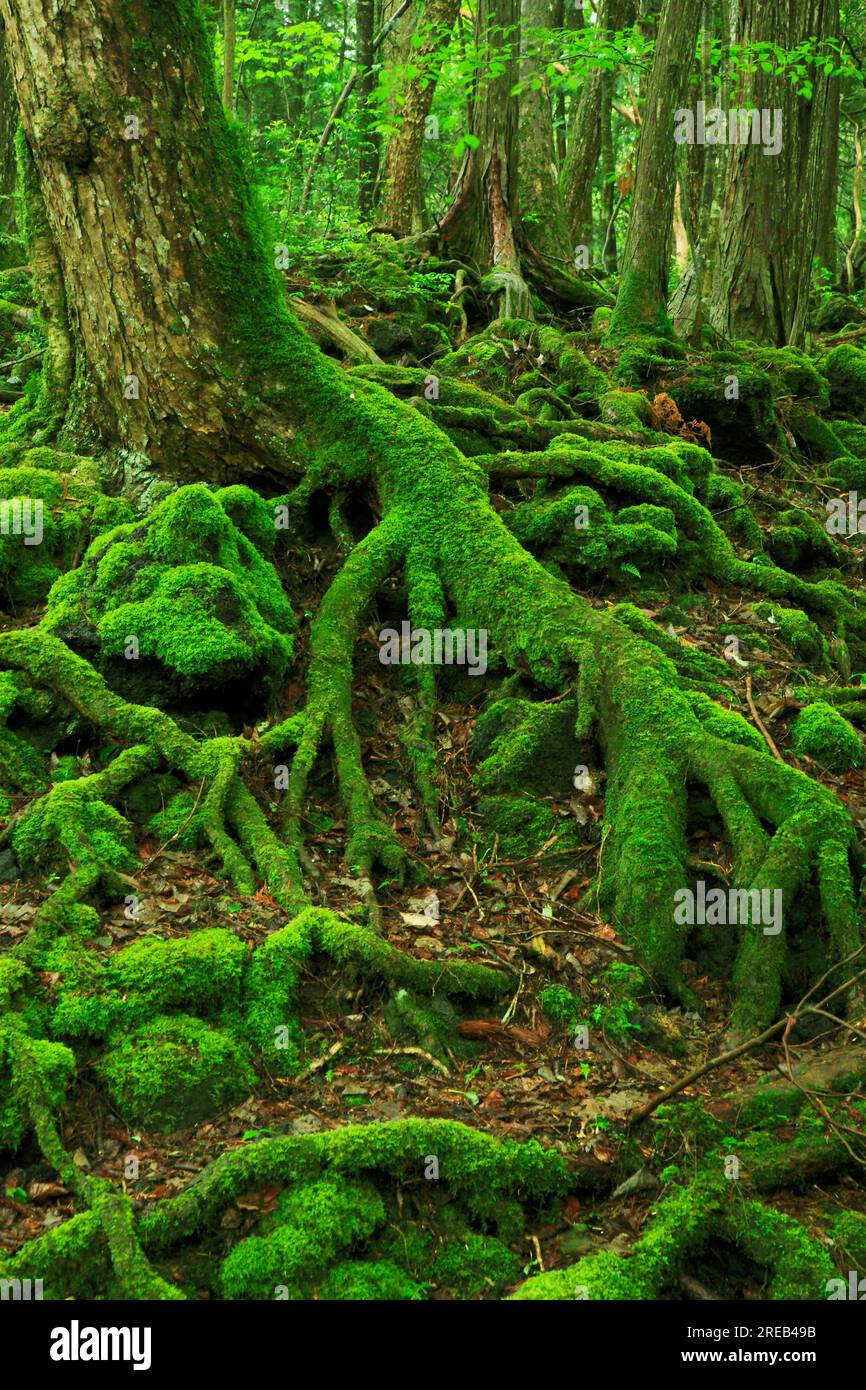 Aokigahara Meer der Bäume Stockfoto