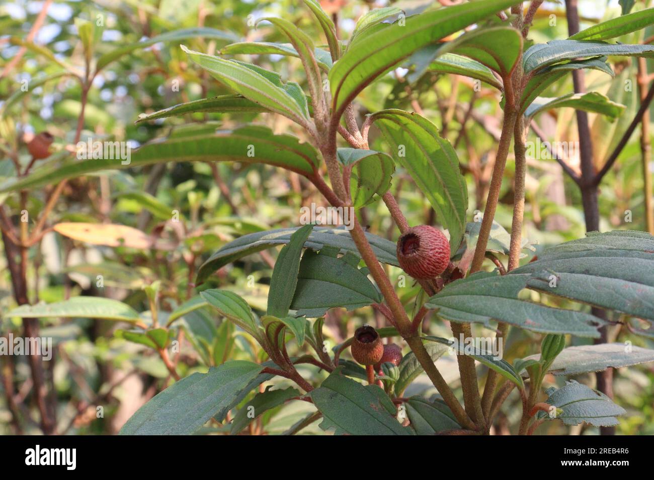 Rhododendron berries -Fotos und -Bildmaterial in hoher Auflsung  Alamy
