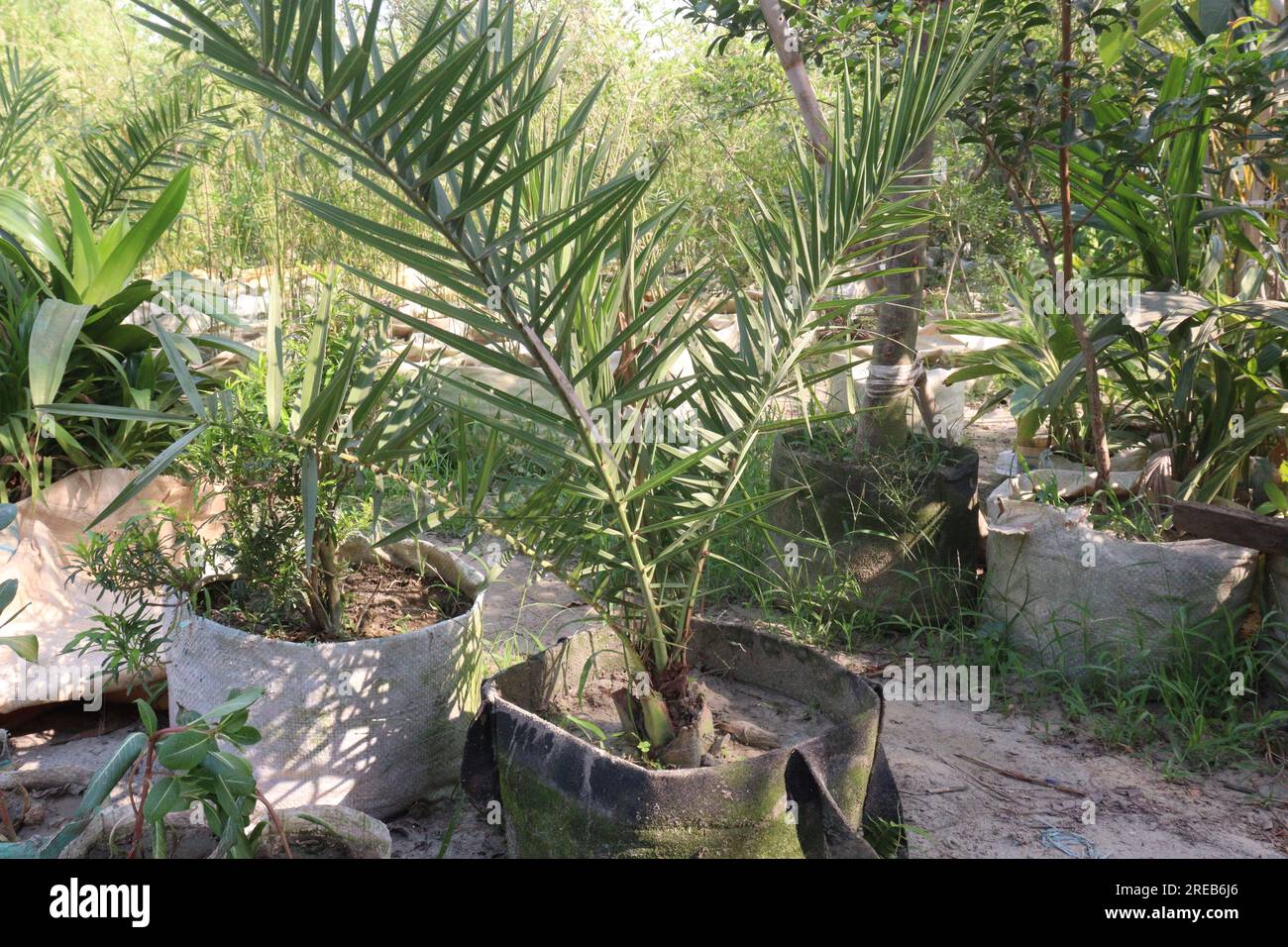 Dattelpalmen im Betrieb für die Ernte sind Barfrüchte Stockfoto