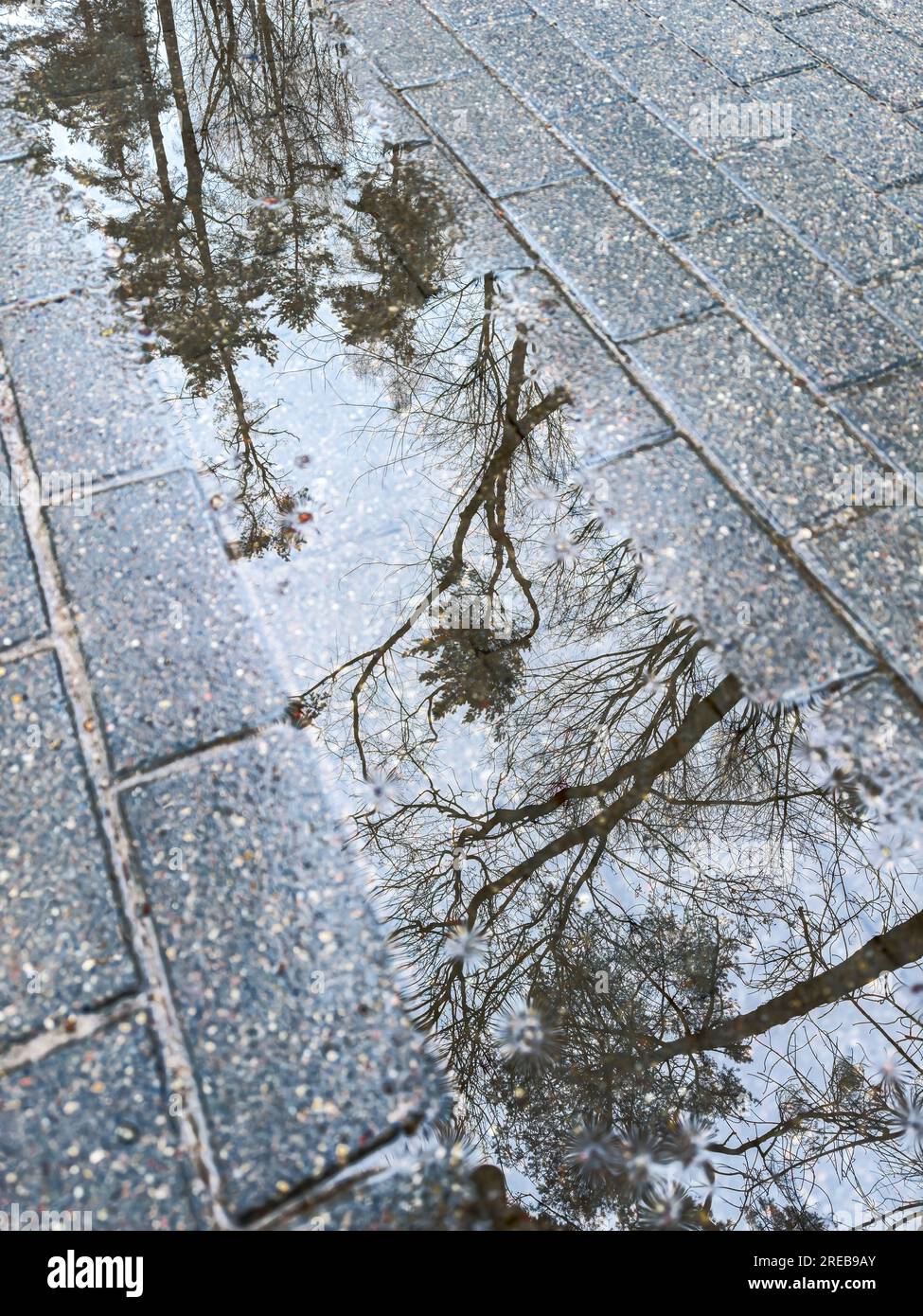 Nasser kopfsteingepflasterter Gehweg mit Bäumen, die sich nach starkem Regen in der Wasserpfütze spiegeln Stockfoto