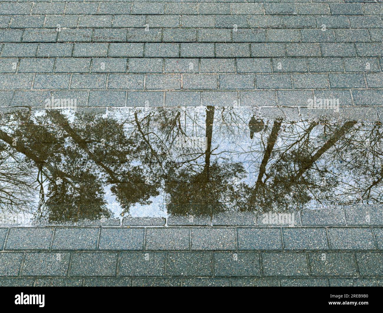Bäume spiegeln sich in einer Wasserpfütze auf nassem Bürgersteig wider. Regnerisches Wetter in der Stadt. Stockfoto
