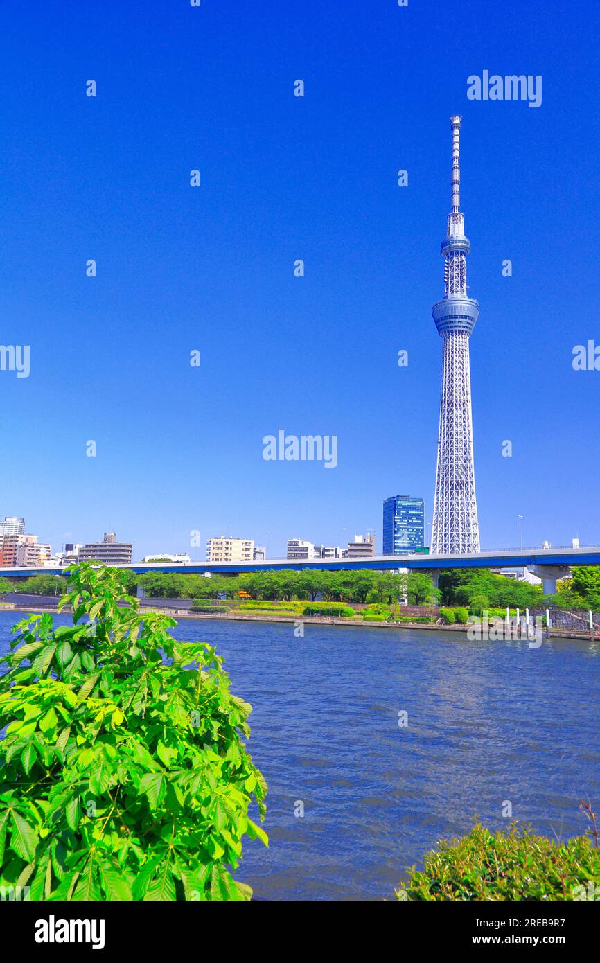 Sumida und Tokyo Sky Tree Stockfoto