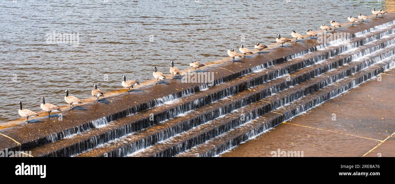 An einem sonnigen Sommertag standen kanadische Gänse im Chapman State Park in Clarendon, Pennsylvania, USA, in Schlange Stockfoto