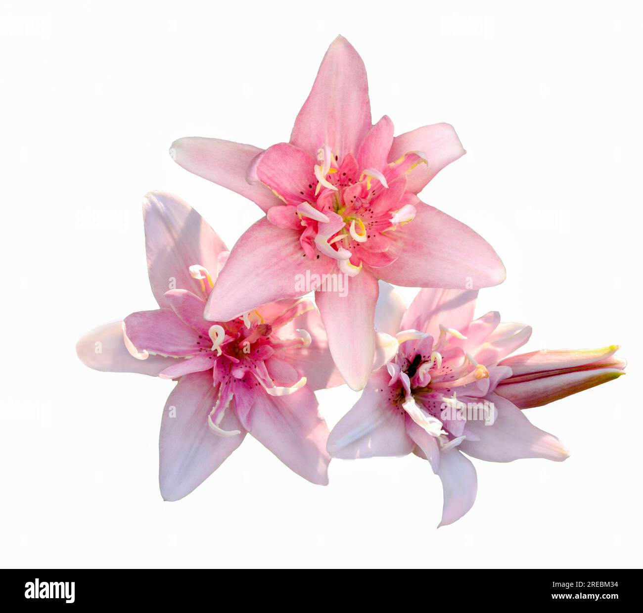 Drei elegante, pinkfarbene Doppellilienblüten sind nah, isoliert auf weißem Hintergrund. Zarte Rosa Lilien (asiatische Hybriden), Sorte Elodie. - Sehr detailreich Stockfoto