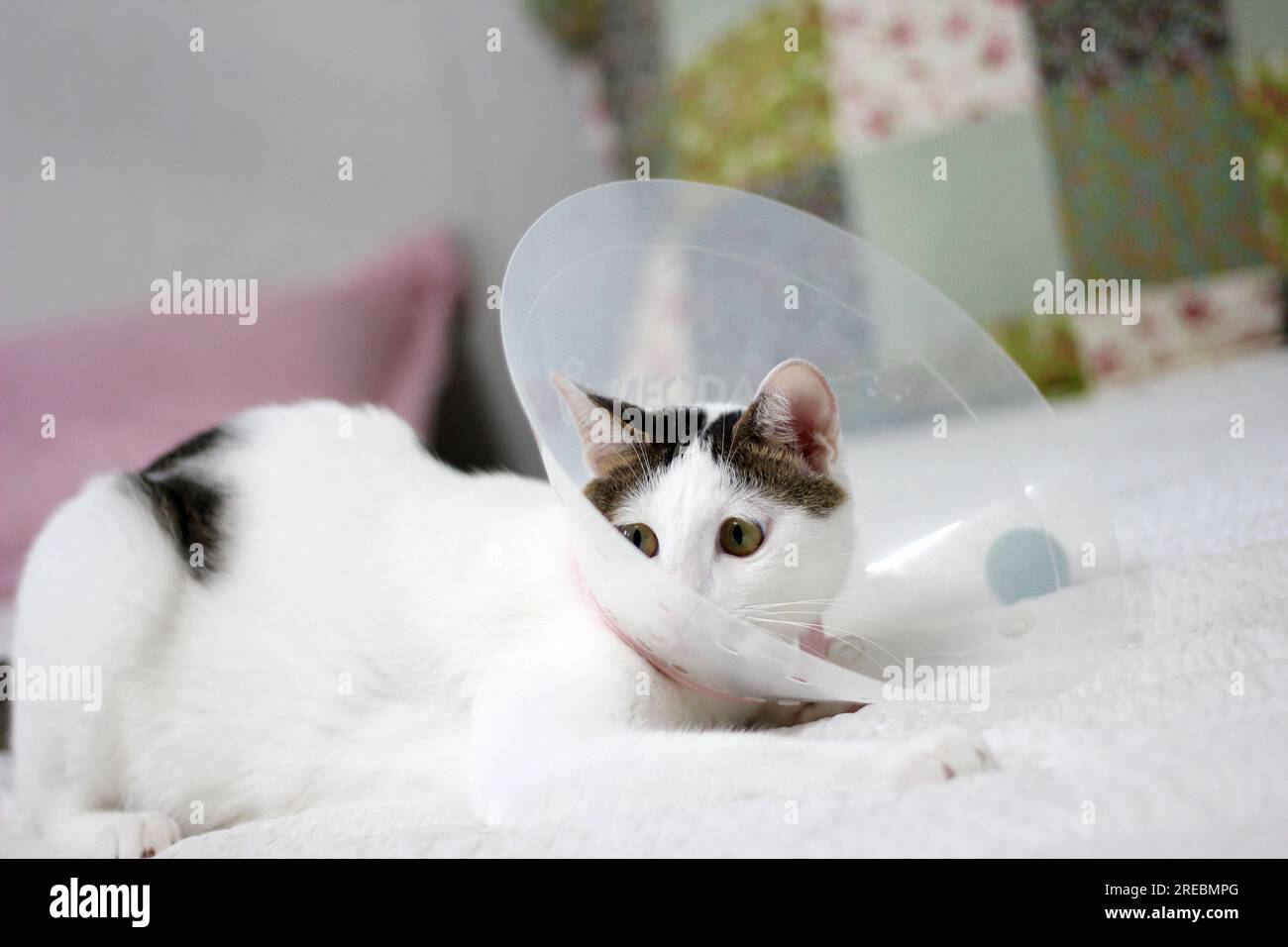 Japanischer Speckschwanz mit elisabethanischem Kragen nach Spay-Operation Stockfoto
