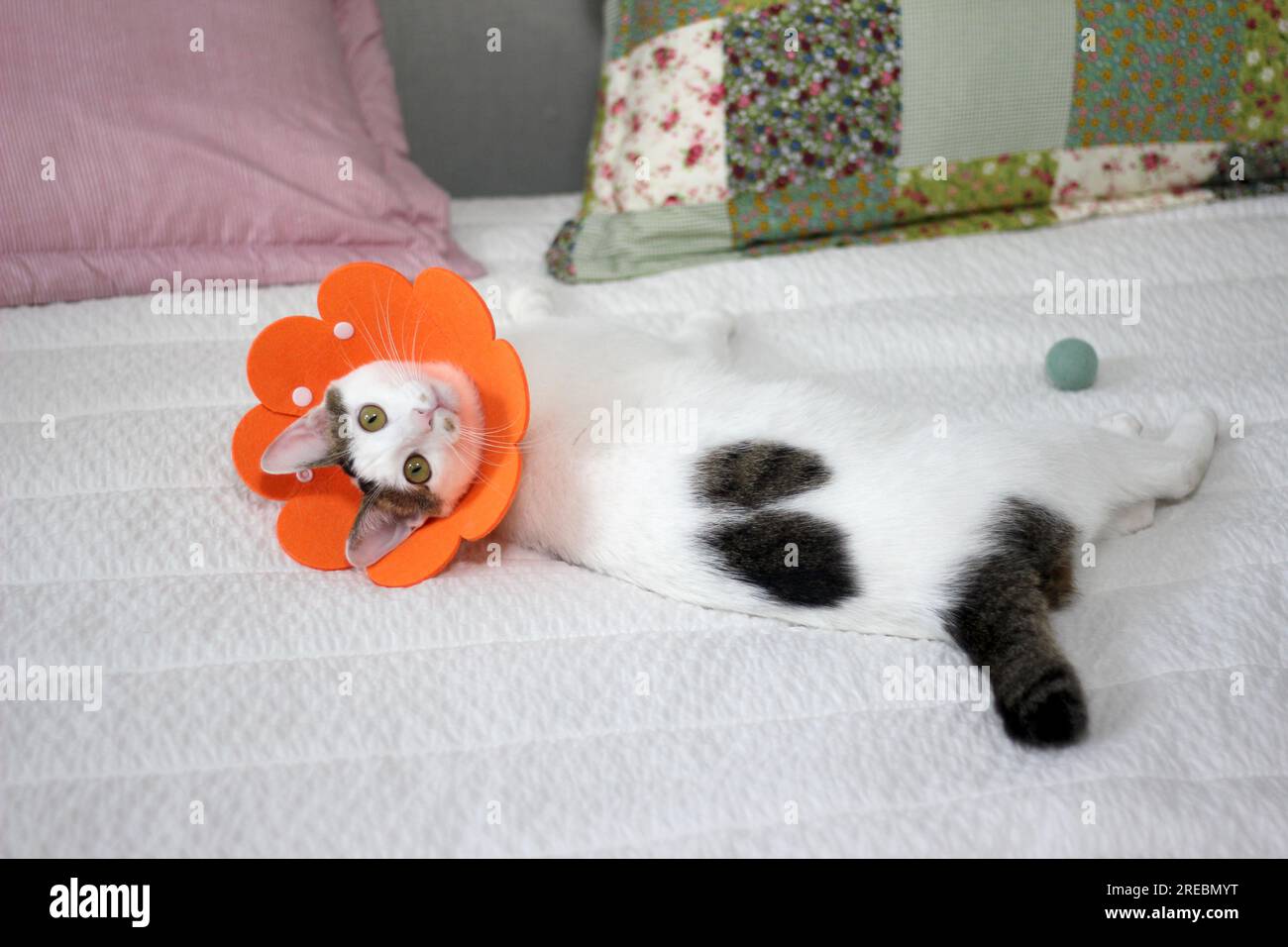 Japanischer Speckschwanz mit elisabethanischem Kragen nach Spay-Operation Stockfoto