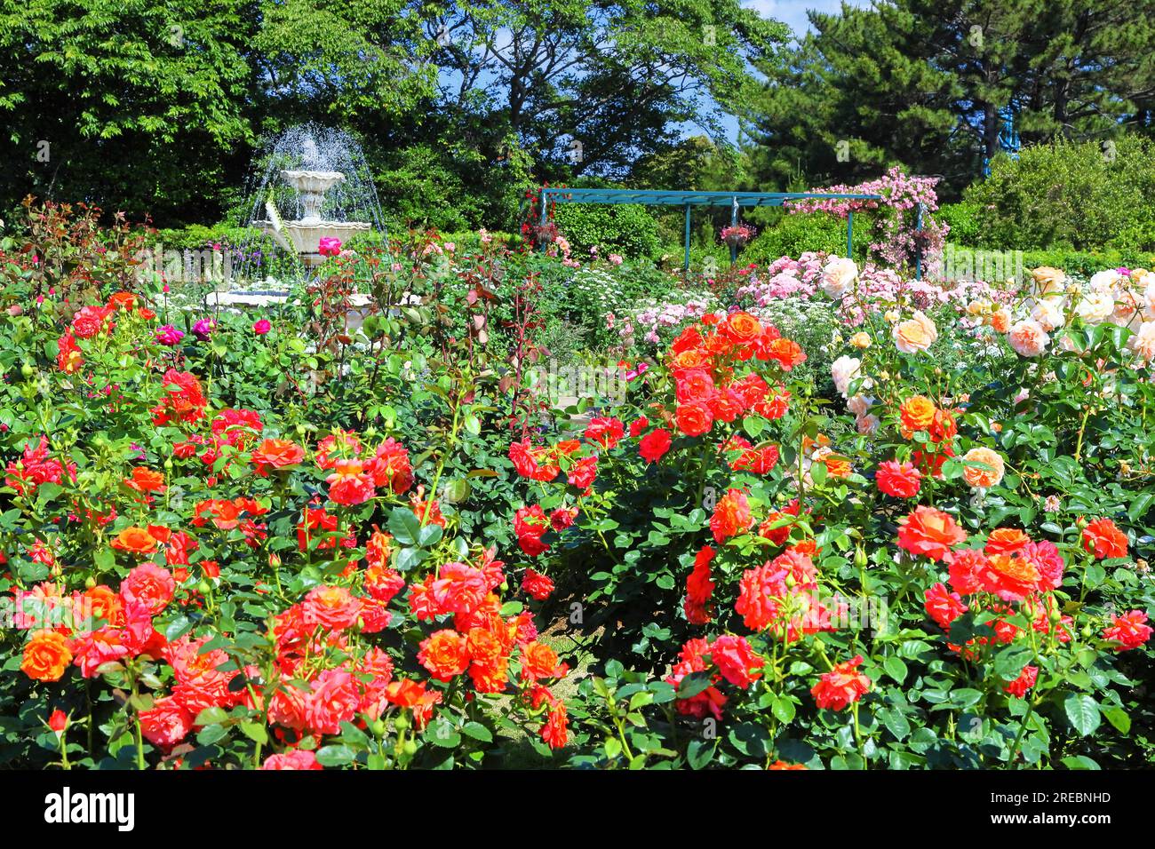 Rosengarten im Hamamatsu Flower Park Stockfoto