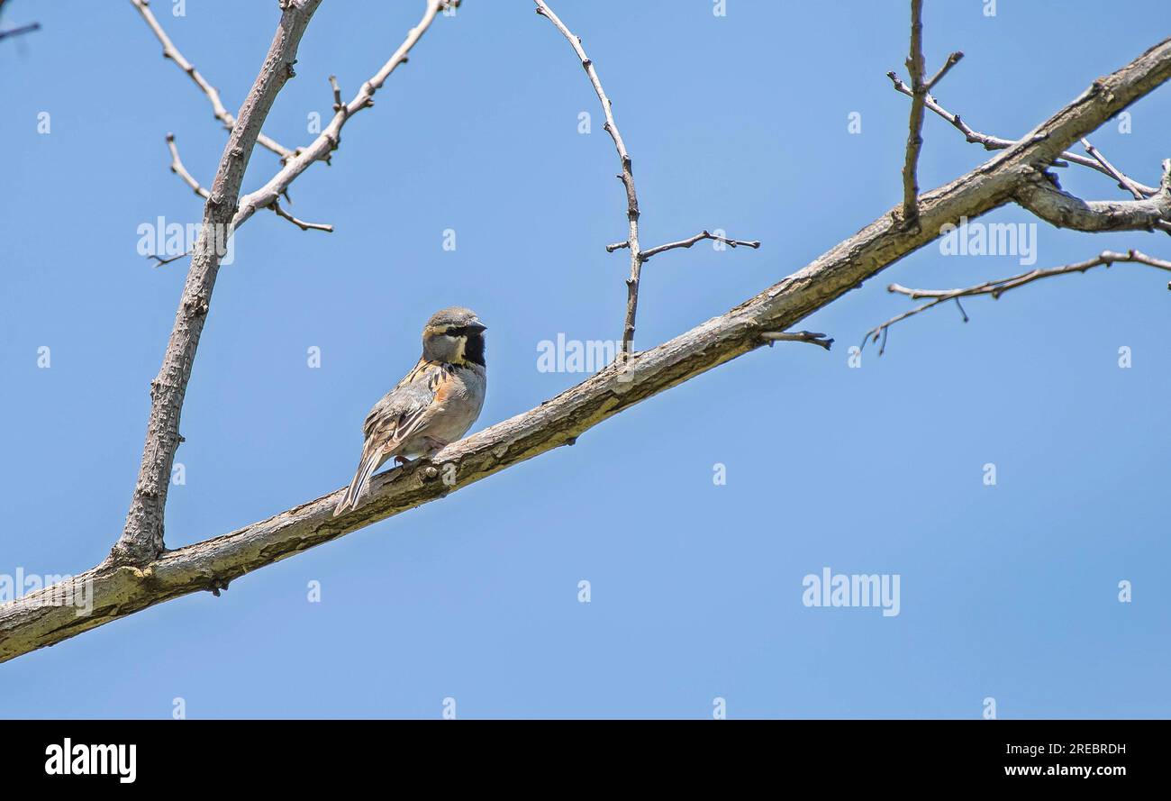 Toter Seespatz (Passer moabiticus) und befindet sich im südlichen Teil der trüben Straße der Türkei in Südwestasien. Südwestafghanistan, Südwestafghanistan Stockfoto