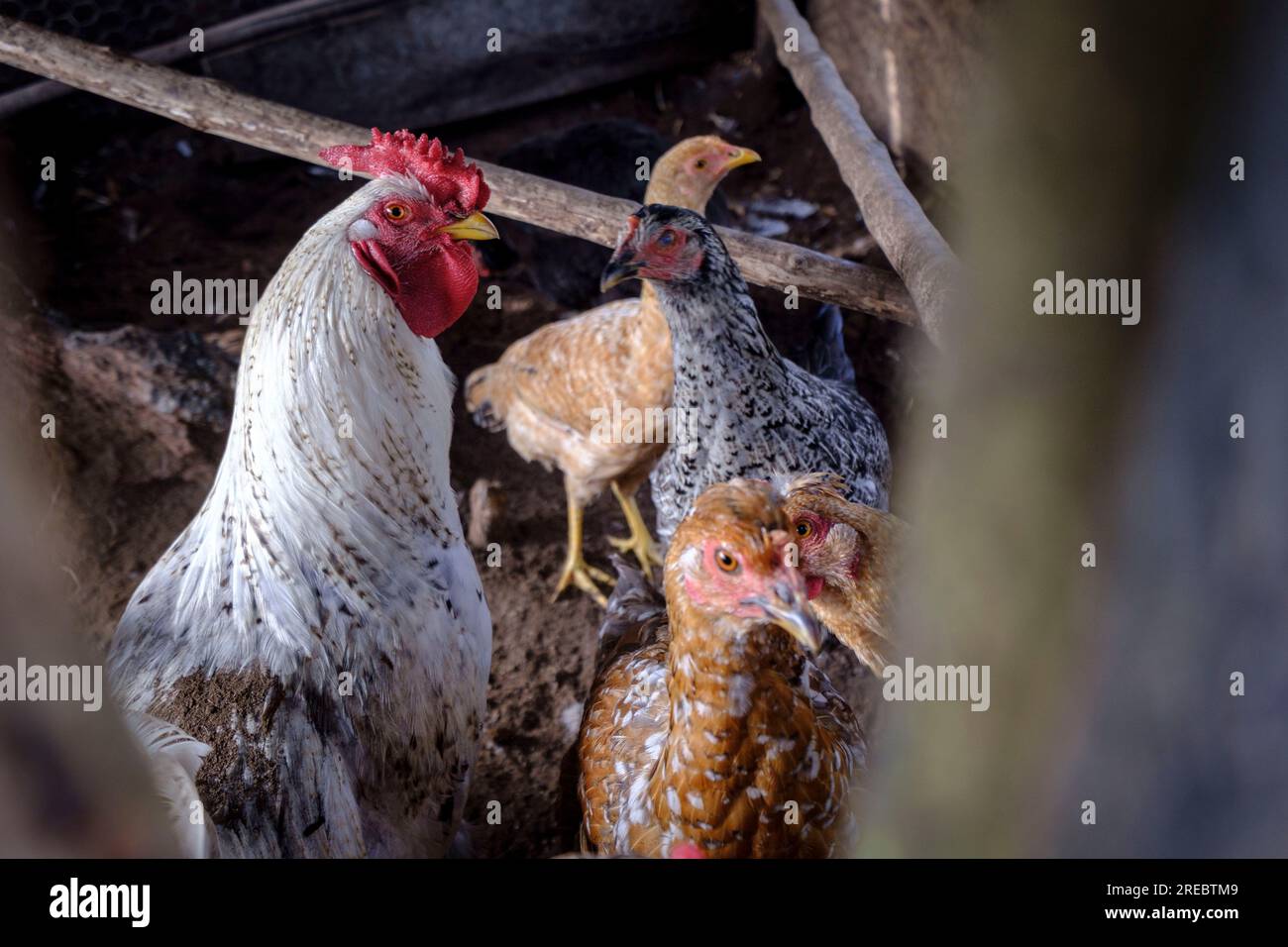 Chicken Coop, sierra de los Cuchumatanes, Zona Reina, Quiche, Guatemala, Mittelamerika Stockfoto