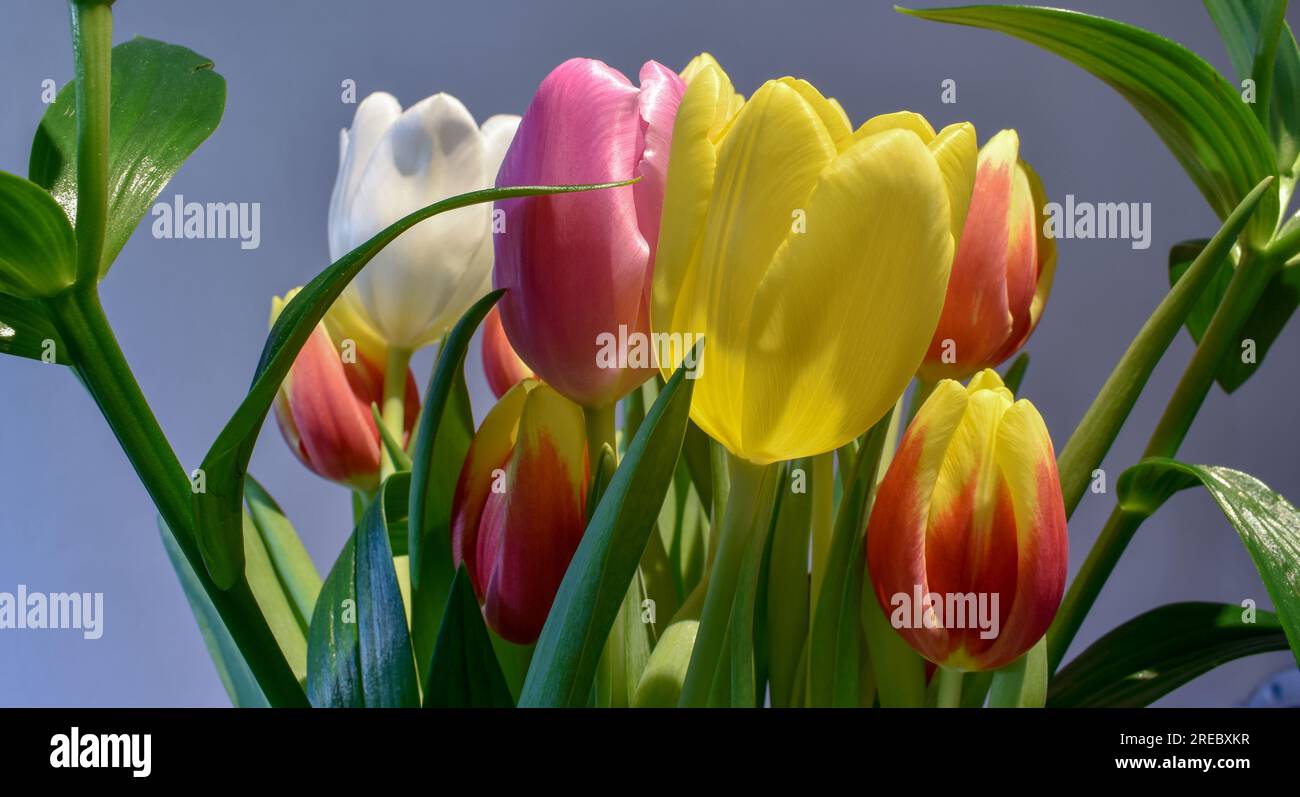 Nahaufnahme einiger Tulpen, die unter künstlichem Licht fotografiert wurden. Stockfoto