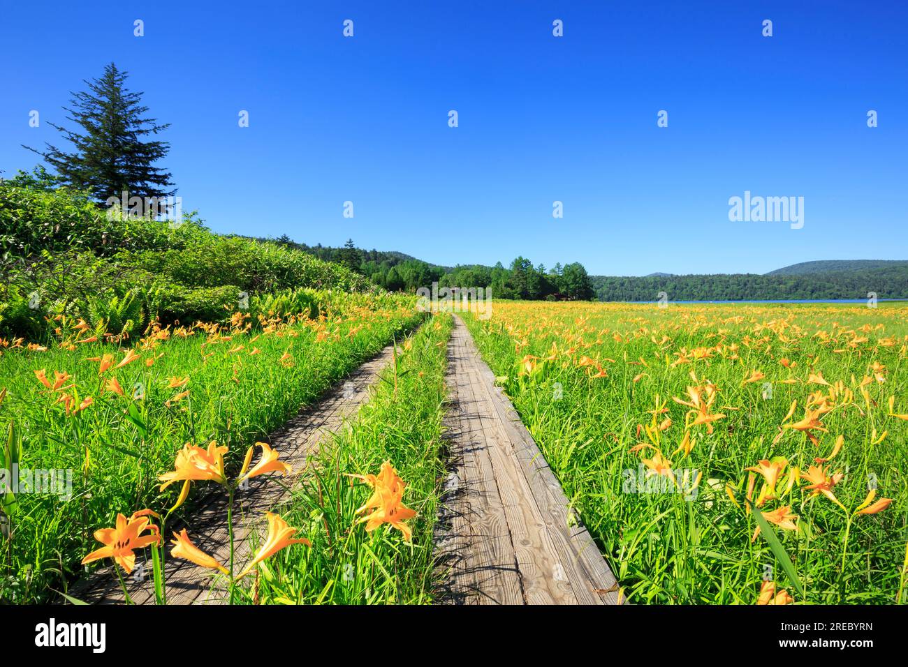 Nikkoukisuge und Holzstraße in Oze Stockfoto