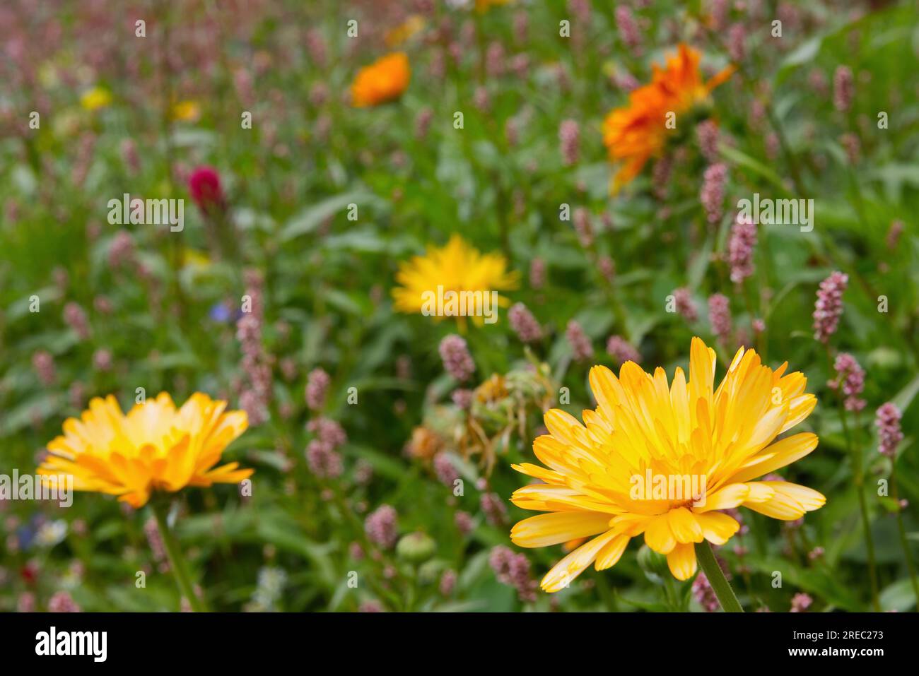 Topf Marigolds und andere Blumen in einem Habitatgarten Stockfoto