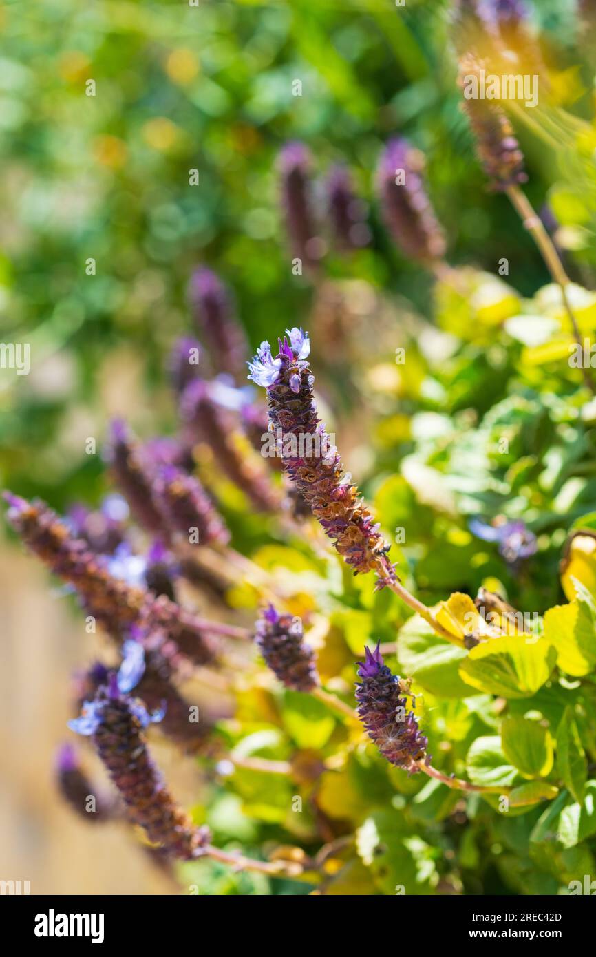 Nahaufnahme von Plectranthus neochilus, auch bekannt als Hummerbusch. Blume von Plectranthus Neochilus auf dem verschwommenen Hintergrund. Katalonien, Spanien Stockfoto