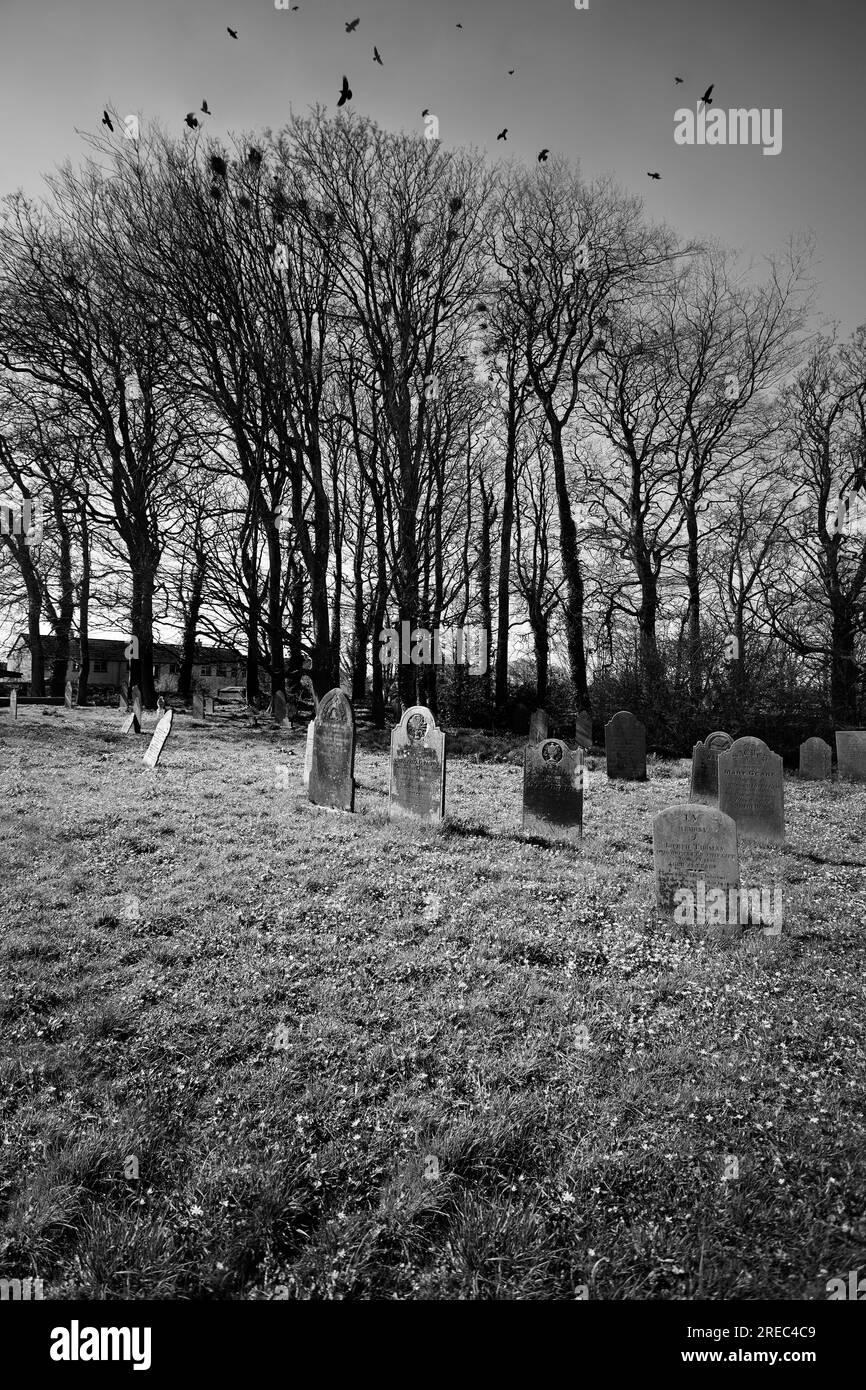 rookery in einem Kirchhof in cornwall, Großbritannien Stockfoto