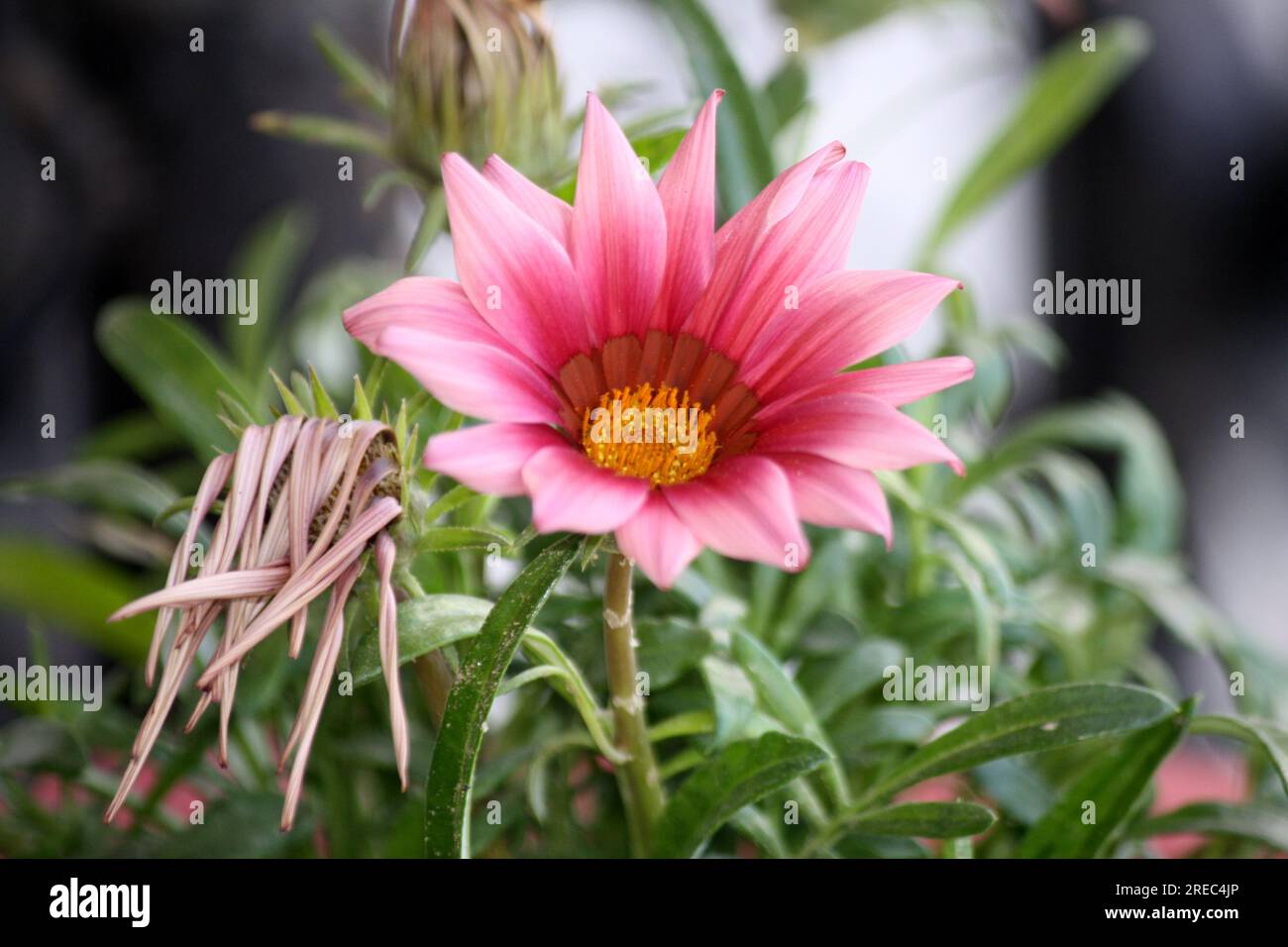 Gazania Splendens Kuss Rose (Gazania rigens) Blüte inmitten von grünem Laub : (Pix Sanjiv Shukla) Stockfoto