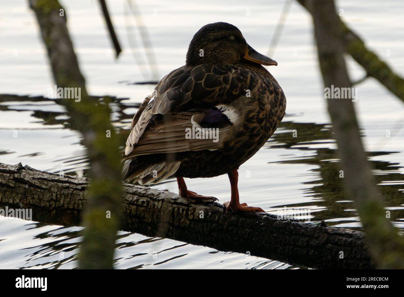 Llac de Banyoles, Pla de l'Estany, Katalonien, Spanien. Juli 2023 Stockfoto