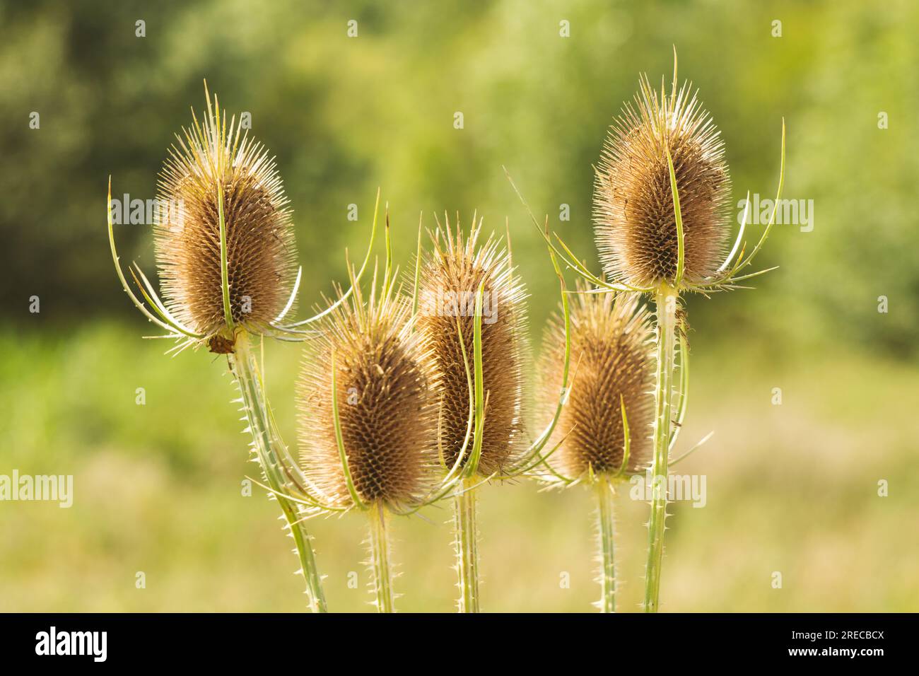 Porqueres, Pla de l'Estany, Katalonien, Spanien. Juli 2023 Stockfoto