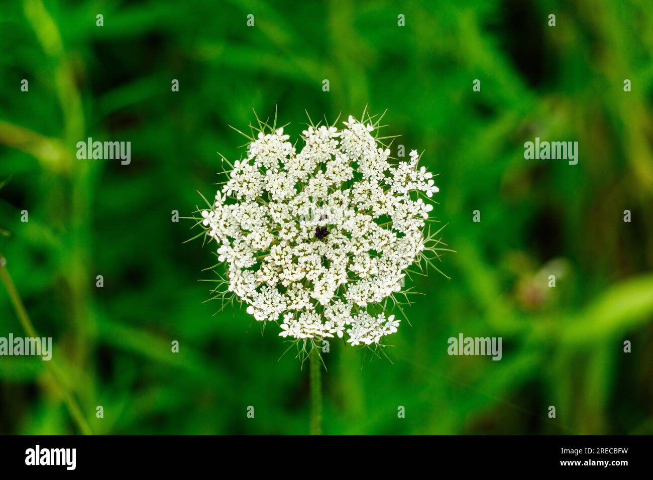 Banyoles, Pla de l'Estany, Katalonien, Spanien. Juli 2023 Stockfoto