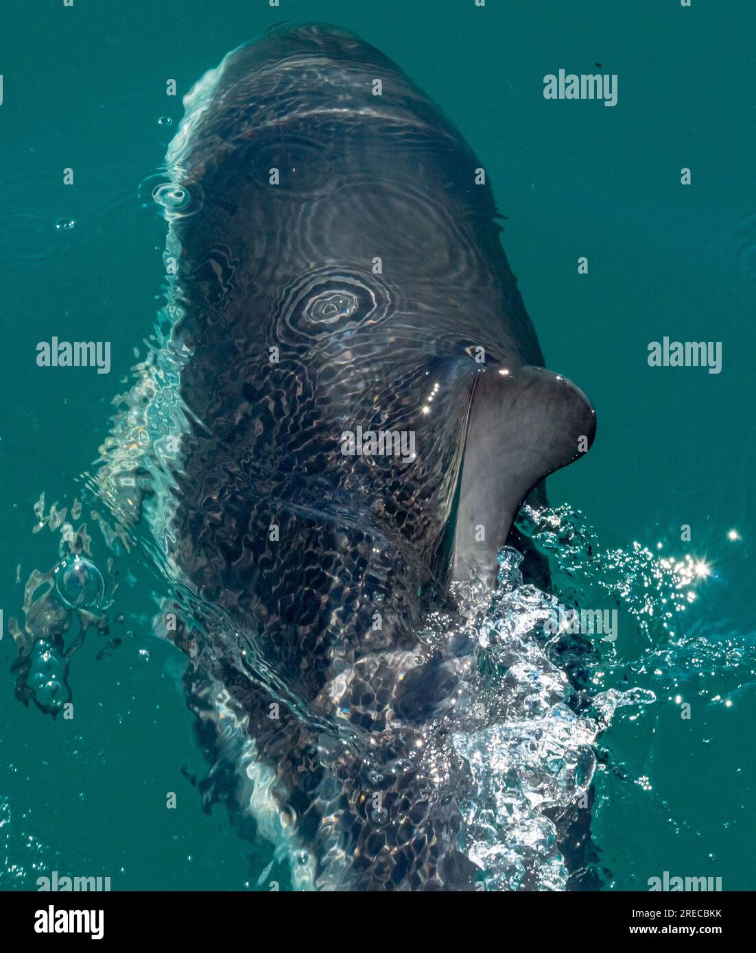 Nahaufnahme von Dusky Dolphin, Kaikoura, Neuseeland Stockfoto