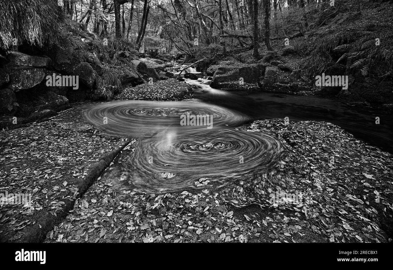 Ein Wirbel von überfluteten Herbstblättern Fluss Lynher Golitha fällt Cornwall Stockfoto