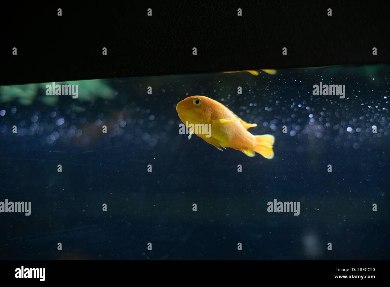 Fische im Aquarium atmen Luft. Der Fisch ging hoch. Luftblasen im Aquarium. Unterwasserwelt. Stockfoto