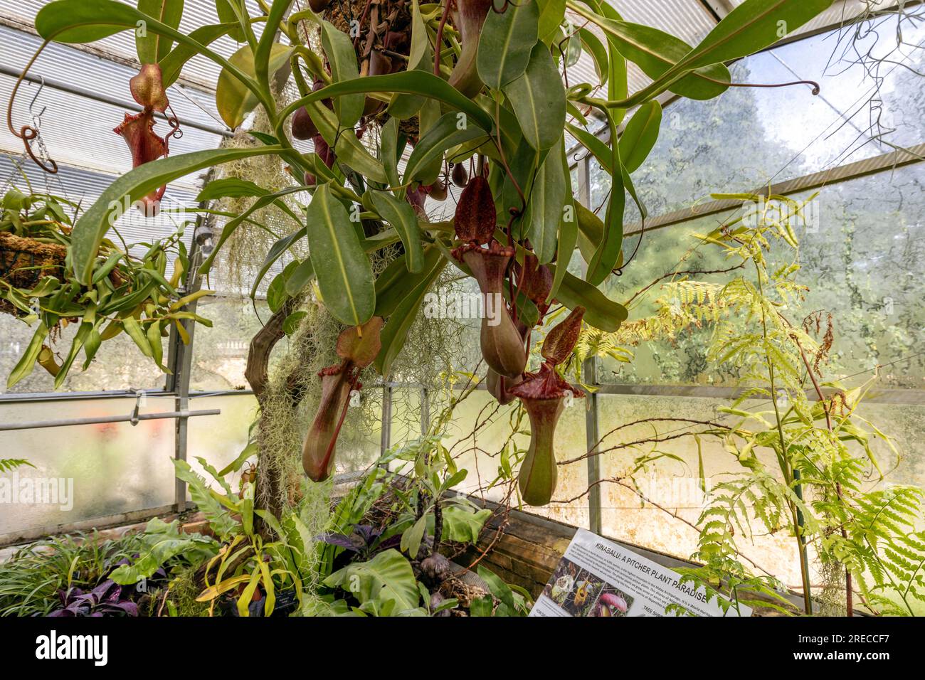 Nepenthes, eine tropische fleischfressende Pflanze aus Südostasien und Australien. Stockfoto