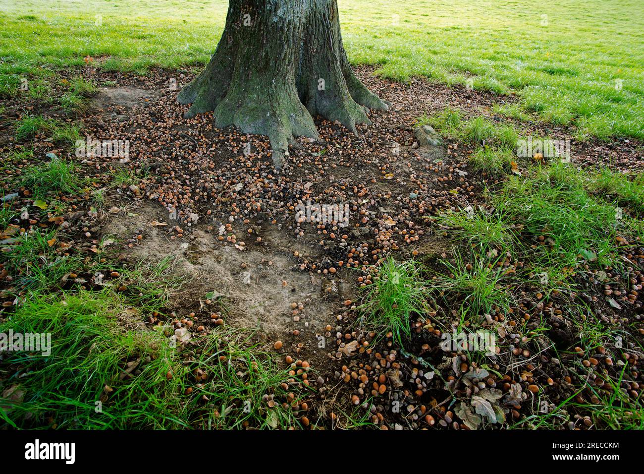 Eine Stoßernte aus Eicheln, Ein Mastjahr Stockfoto
