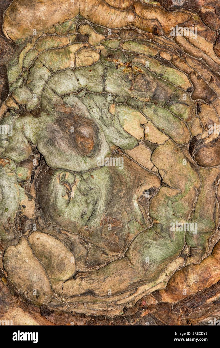 Knorriges Baumstumpfmuster aus Zypressen von direkt darüber. Strukturiertes Rohholz mit abstrakten Farben. Stockfoto