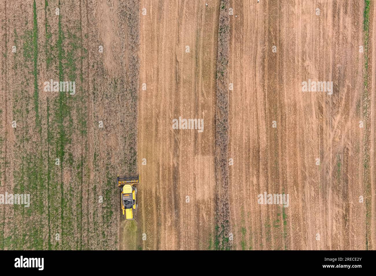 Erntemaschine schneidet Erntegut auf Ackerland. Landwirtschaftsthema, Erntesaison. Luftaufnahme Landwirtschaft Stockfoto