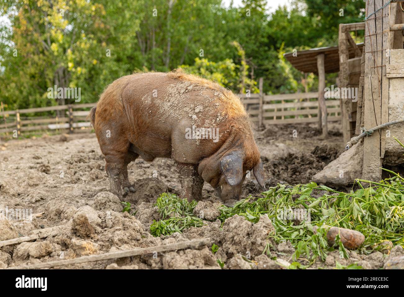 Mangalica ungarische Hausschweinerasse im Betrieb Stockfoto