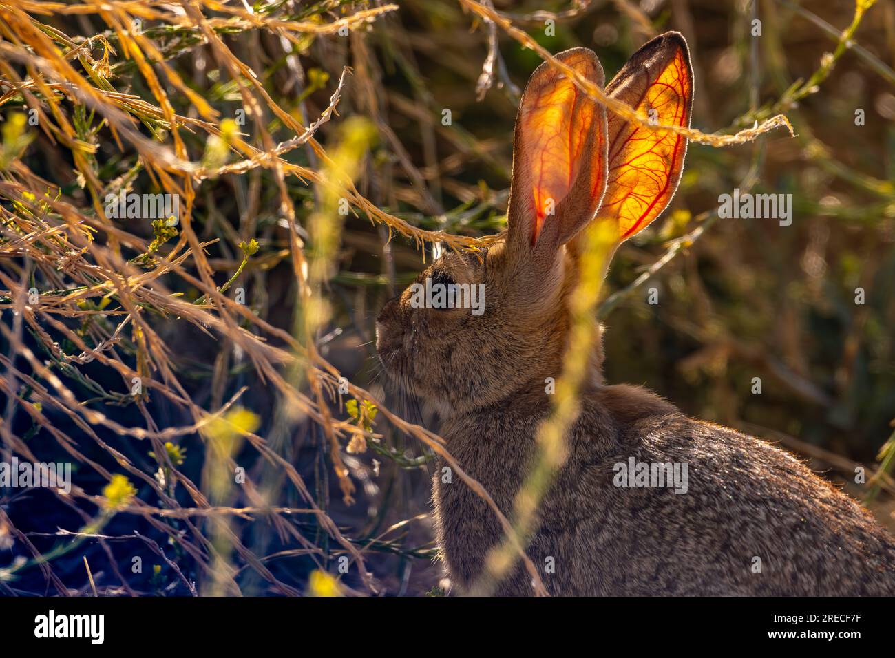 Im San Luis National Wildlife Refuge in Kalifornien, USA, erstrahlt die Morgensonne die Blutgefäße in kalifornischen Wattelschwanzohren Stockfoto