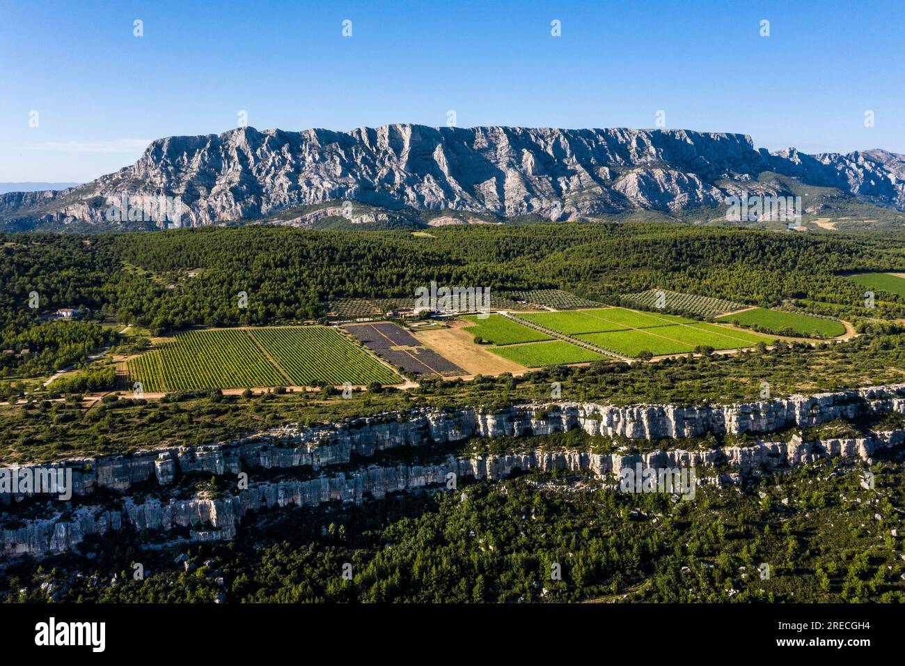 Saint Antonin de Bayon (Südostfrankreich): Reben des Weinanbaugebiets „Domaine des Masques“ auf dem Cengle-Plateau am Boden des Sai Stockfoto