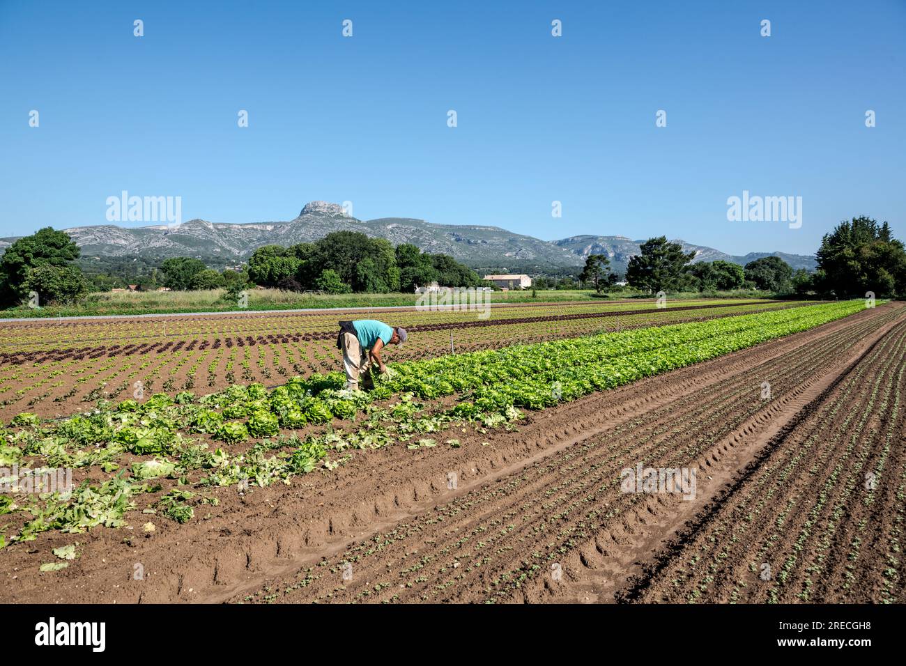 Aubagne (Südostfrankreich): Gemüseanbaubetrieb. Arbeiter während der Ernte auf einem Salatfeld Stockfoto