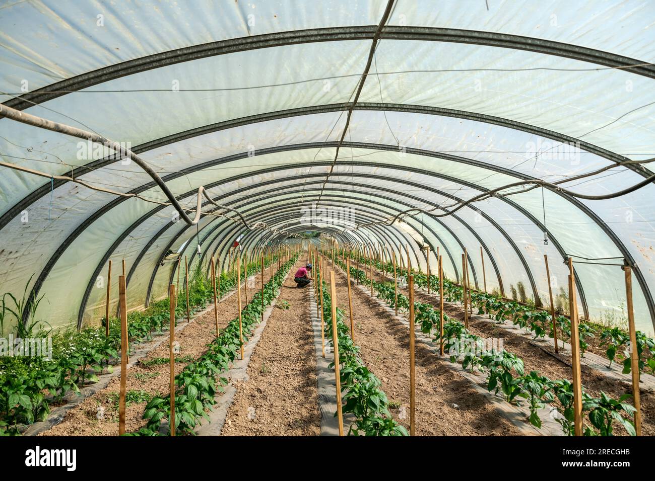 Aubagne (Südostfrankreich): Gemüseanbaubetrieb. Landarbeiter, die Pflanzen unter einem Kunststoffgewächshaus prüfen Stockfoto