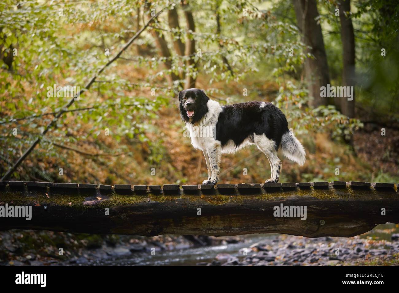 Fröhlicher Hund auf hölzerner Fußgängerbrücke über dem Fluss. Süßer tschechischer Berghund während eines Spaziergangs in der Natur. Stockfoto