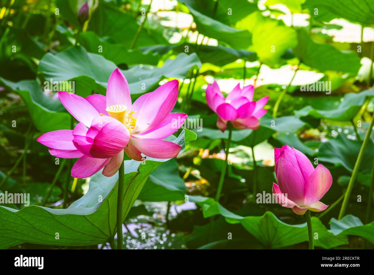 Indischer Lotus (Nelumbo nucifera) blüht im Botanischen Garten der Universität Szeged, Ungarn Stockfoto