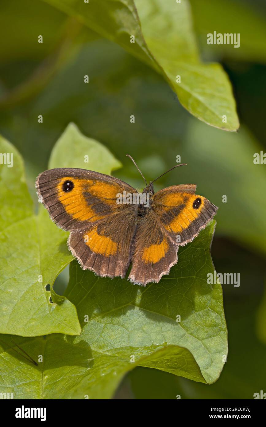 Gatekeeper (Pyronia temporaria) Norfolk Juli 2023 gestapelt Stockfoto