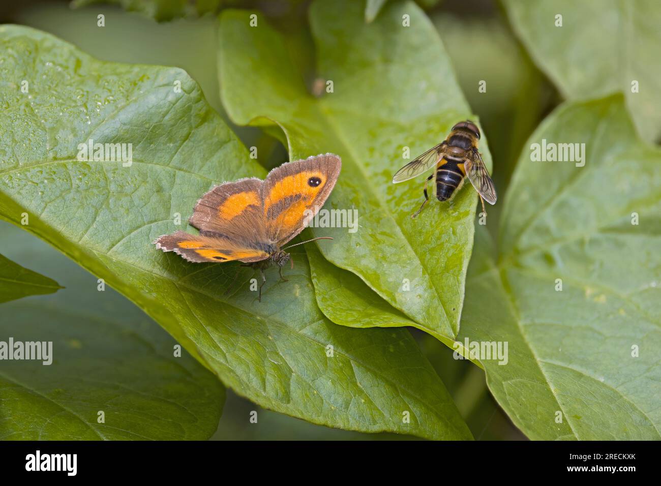 Gatekeeper (Pyronia temporaria) & Tapered Drohne Fly (Eristalis pertinax) Norfolk Juli 2023 gestapelt Stockfoto