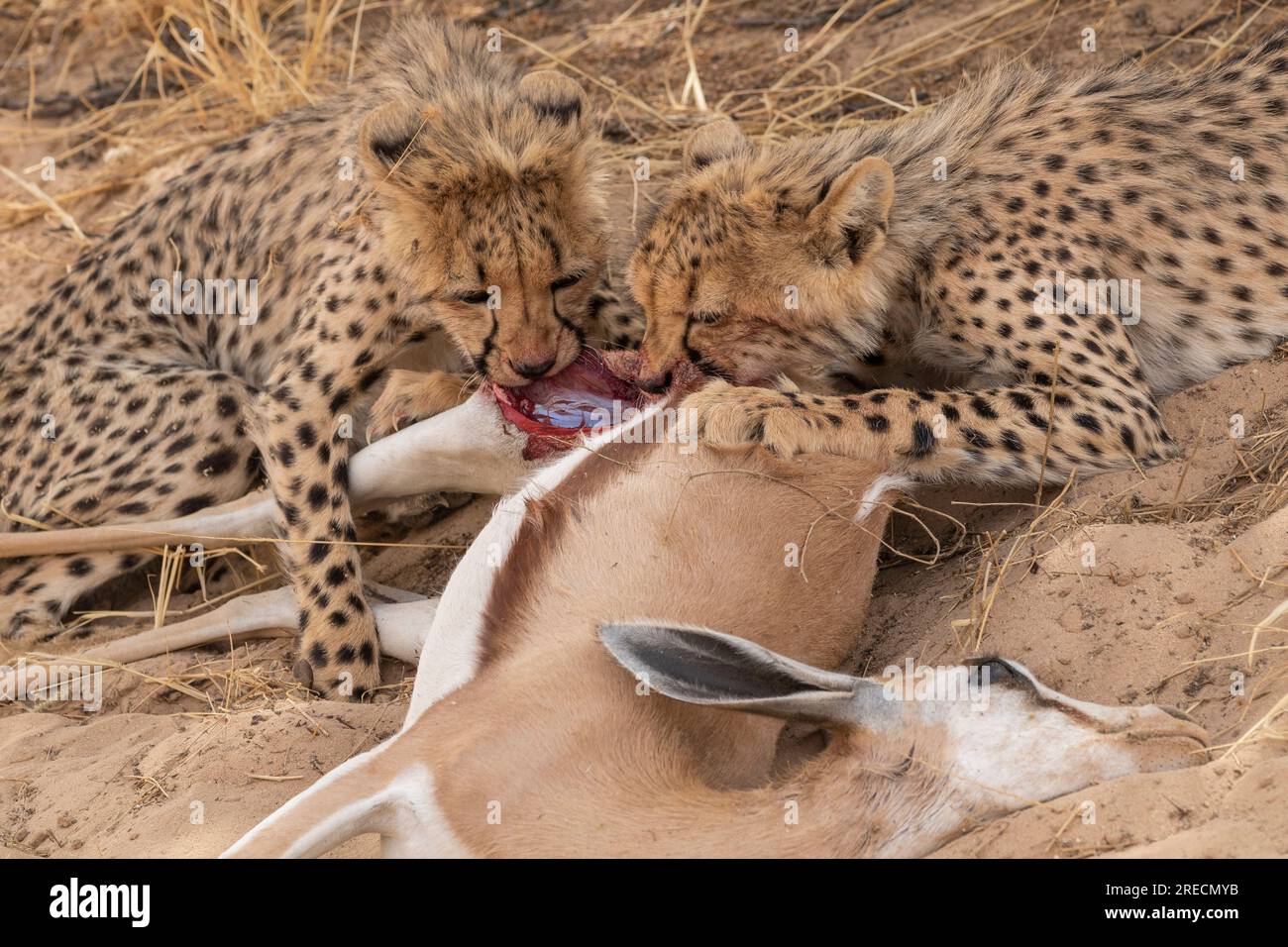 Zwei Gepardenjungen, die sich im Kgalagadi-Transfrontier-Nationalpark, Südafrika, an einem Springbok-Kill ernähren Stockfoto