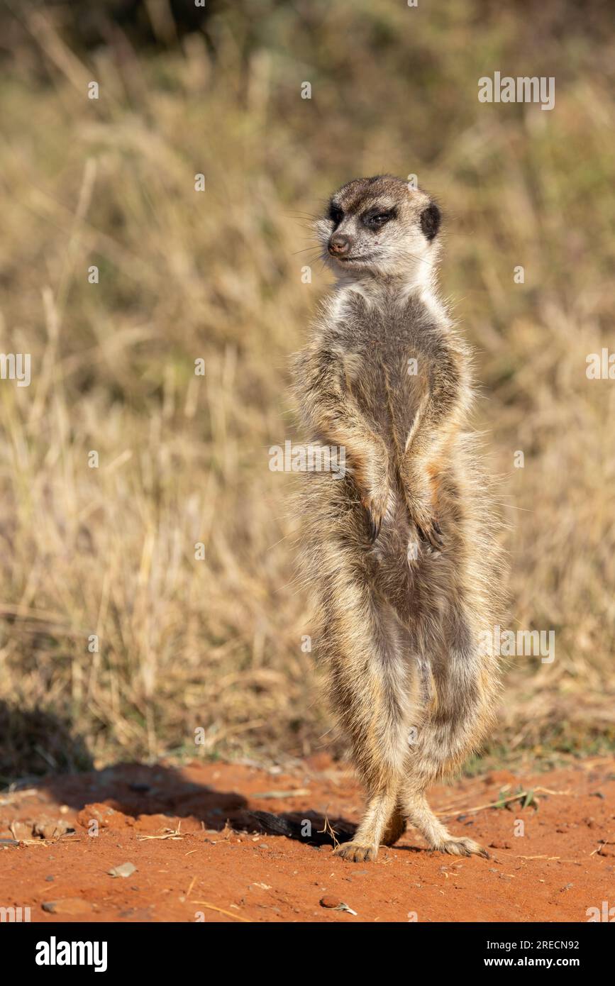 Ein einsamer Suricate, auch bekannt als Meerkat, in aufrechter Pose, während er die Umgebung im Mokala-Nationalpark, Südafrika, untersucht Stockfoto