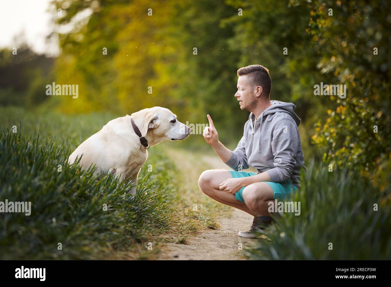 Von Angesicht zu Angesicht bringt er seinem süßen Hund Naturunterricht bei. Schuldiger Blick auf labrador-Retriever während Gehorsamstraining. Stockfoto