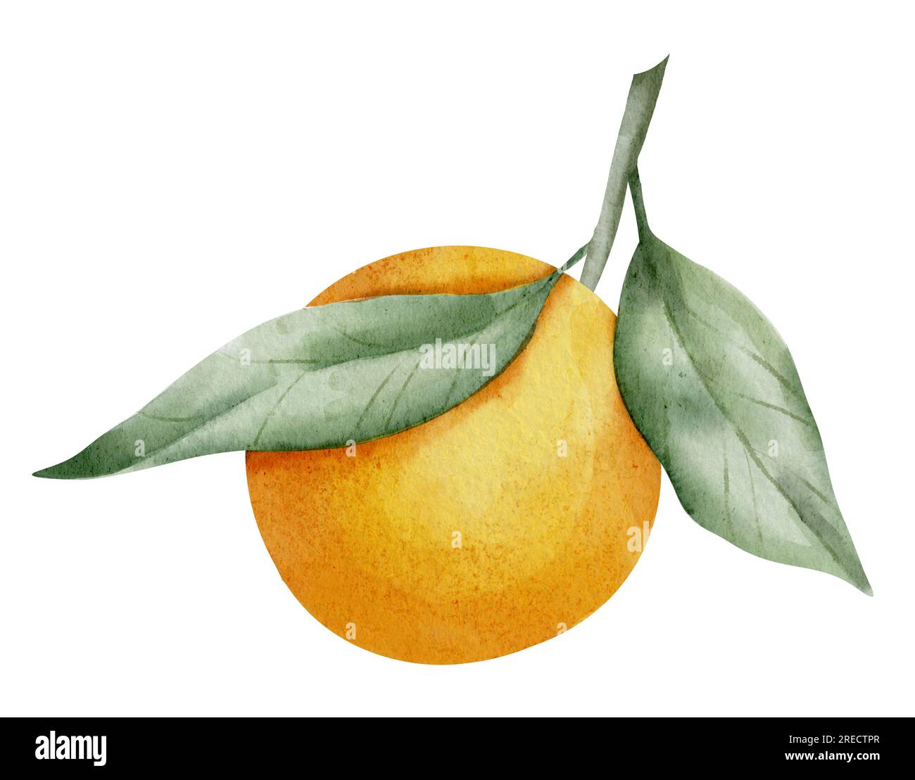 Orangenfruchtzweig mit Blättern. Handgezeichnete Aquarelldarstellung tropischer Zitrusfrüchte auf weißem, isoliertem Hintergrund. Zeichnung eines Mandarinenbaums zur Kennzeichnung. Skizze einer saftigen rohen Clementine für die Speisekarte. Stockfoto