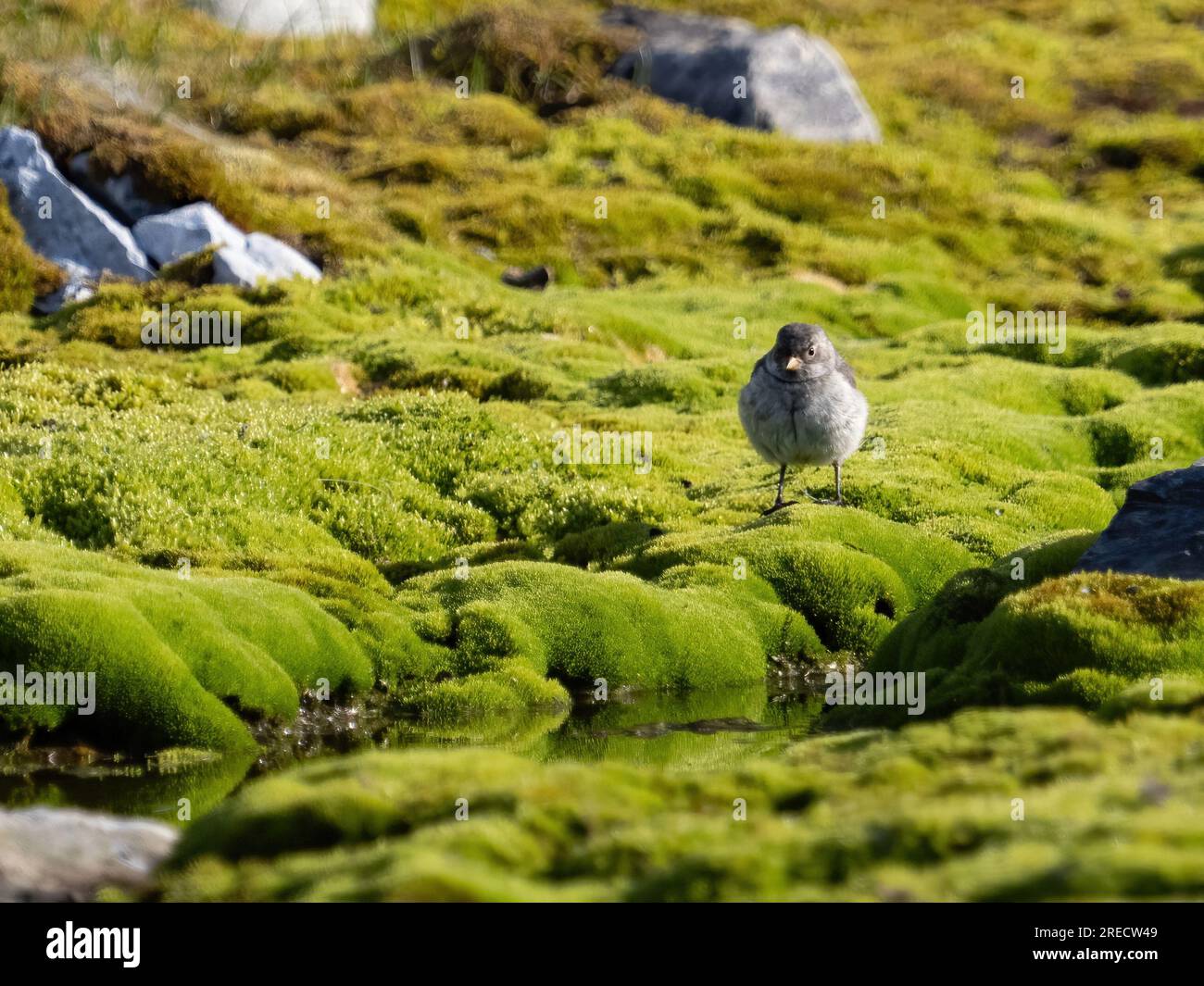 Fjortende Julibukta Bay in Svalbard, Norwegen Stockfoto