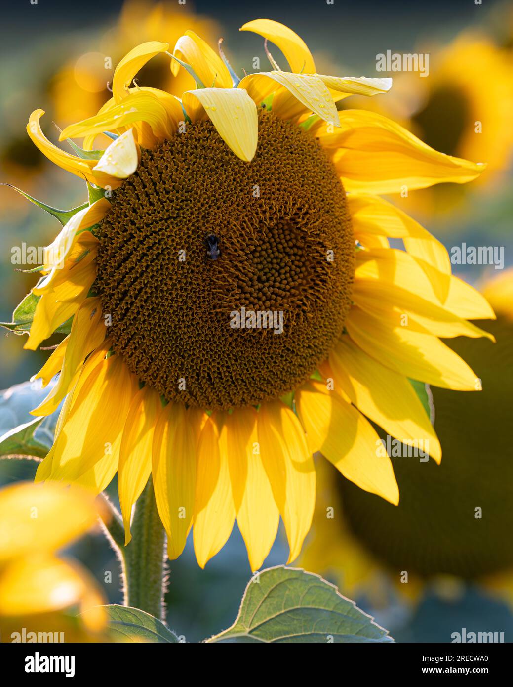 Sonnenblume (Helianthus annuus), Nahaufnahme der Blüte Stockfoto