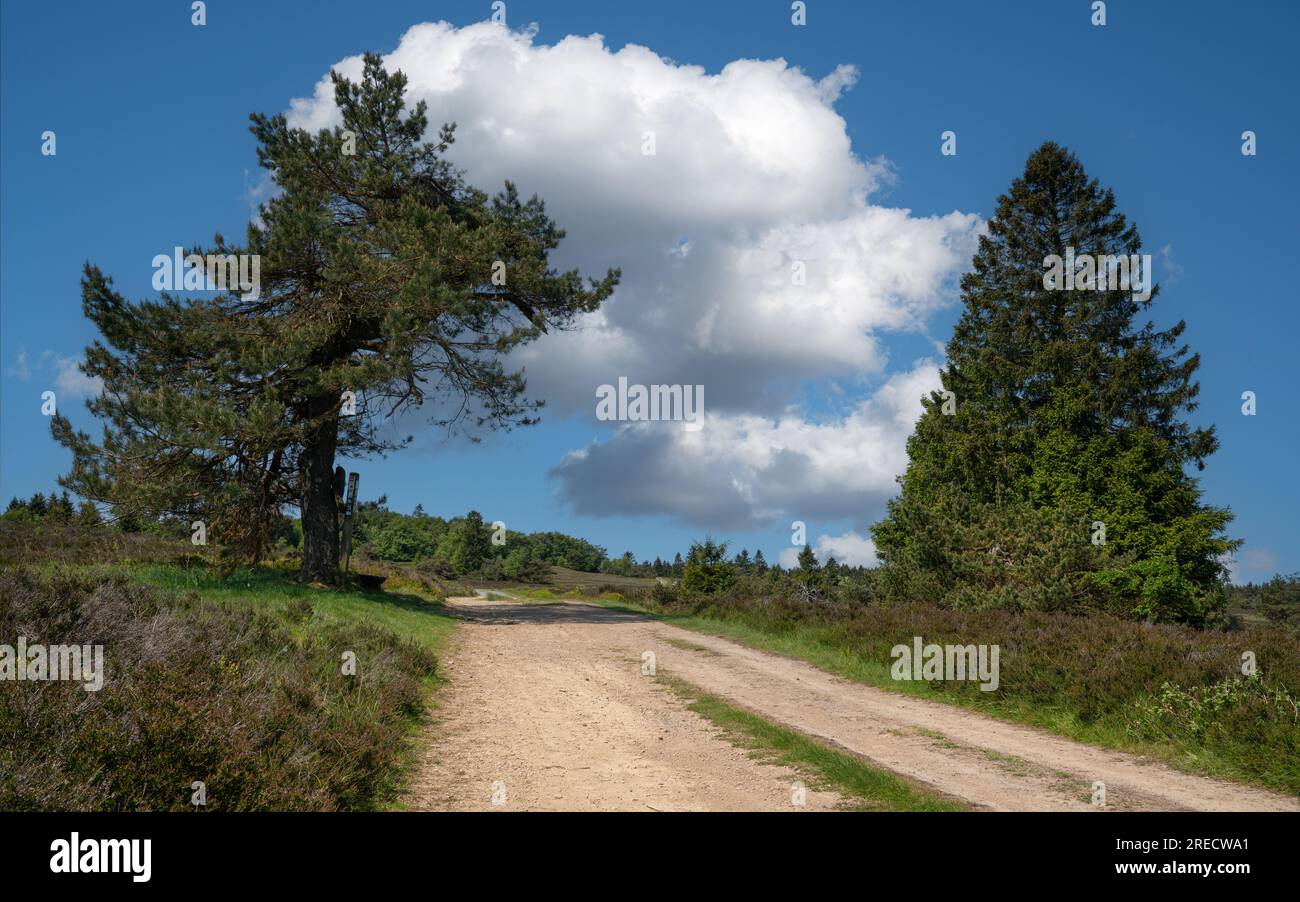 Panorama-Landschaftsbild, wunderschöne Landschaft des Rothaargebirges in der Nähe von Willingen, Sauerland, Deutschland Stockfoto