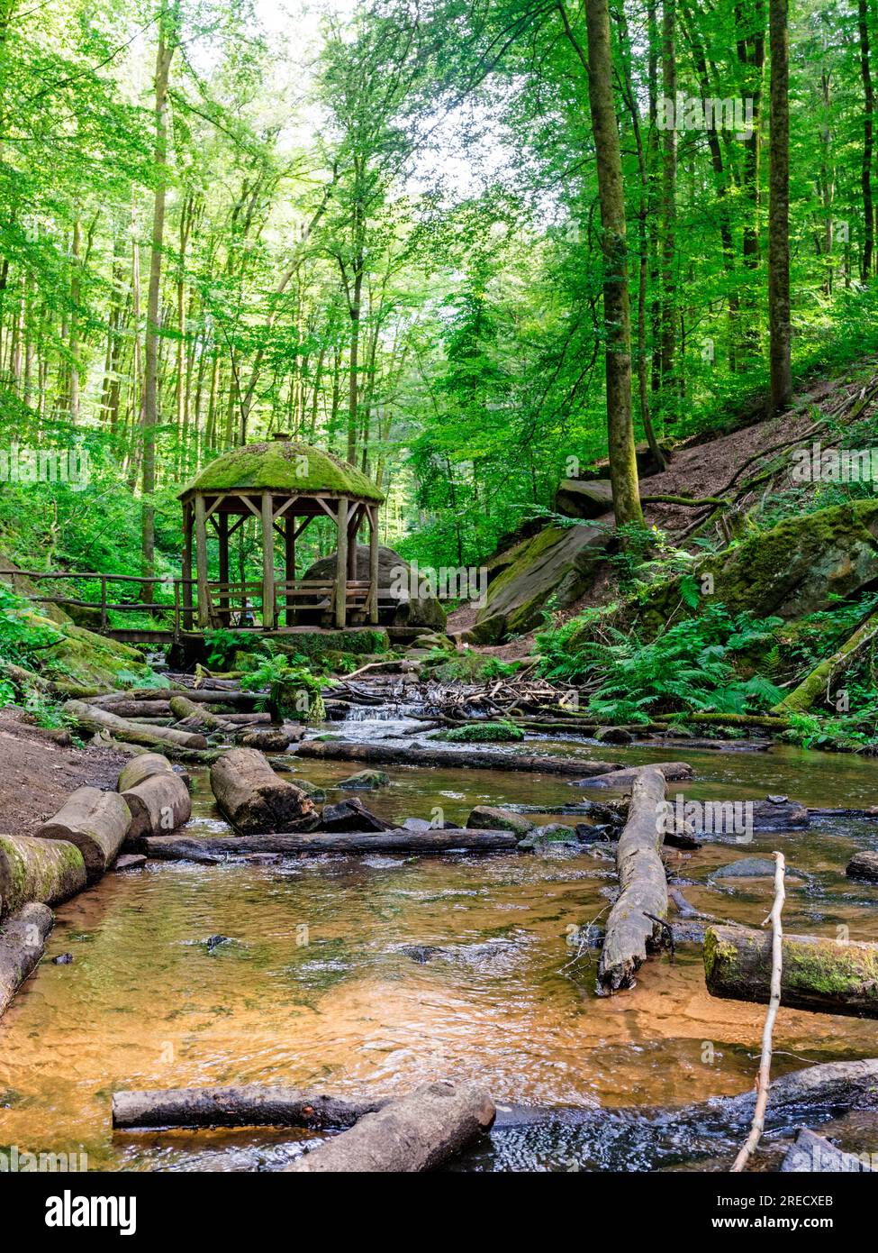 Karlstalschlucht-Schlucht im Palatinwald bei Kaiserslautern/Deutschland Stockfoto